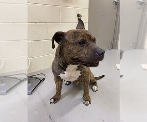 Mutt Dogs for adoption in Sanford, FL, USA