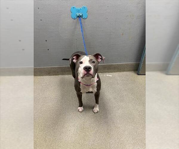 Medium Photo #1 American Pit Bull Terrier-Unknown Mix Puppy For Sale in Las Vegas, NV, USA