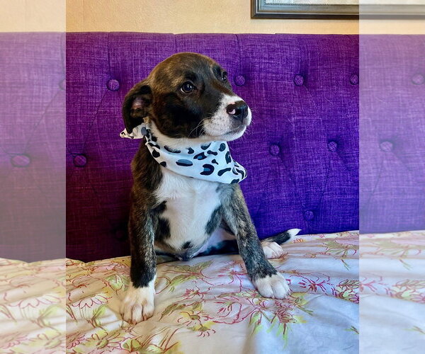 Medium Photo #3 Mutt Puppy For Sale in Rockaway, NJ, USA