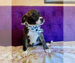 Small #2 Mutt