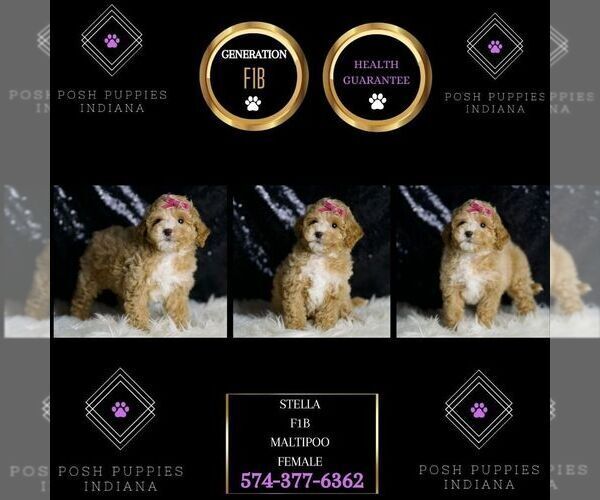 Medium Photo #2 Maltipoo Puppy For Sale in WARSAW, IN, USA