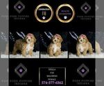 Small #1 Maltipoo
