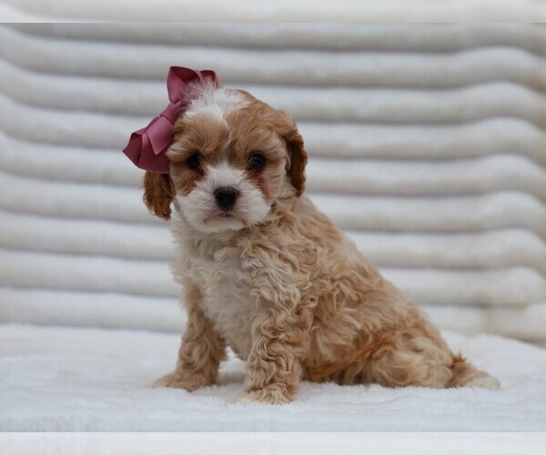 Medium Photo #4 Cavapoo (Miniature) Puppy For Sale in LIBERTY, KY, USA