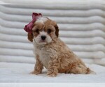 Small #3 Cavapoo (Miniature)
