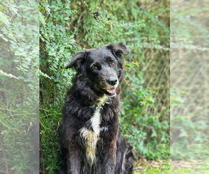 Labrador Retriever Dogs for adoption in New Orleans, LA, USA