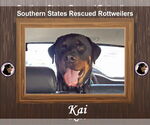 Small Rottweiler