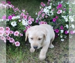 Small Photo #17 Labrador Retriever Puppy For Sale in OLYMPIA, WA, USA