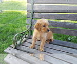 Small #4 Golden Retriever