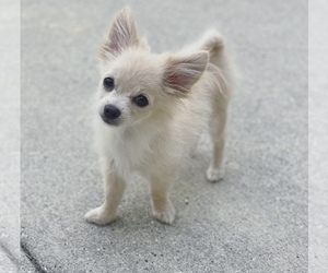 Chihuahua Puppy for sale in WILMINGTON, NC, USA