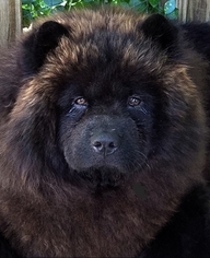 Father of the Chow Chow puppies born on 10/23/2017