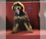 Image preview for Ad Listing. Nickname: Litter of 5