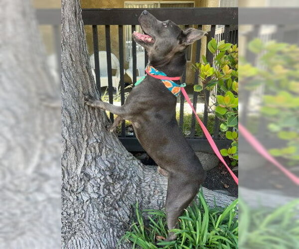 Medium Photo #5 Mutt Puppy For Sale in Ventura, CA, USA