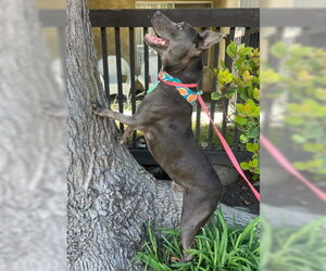 Rudy - Male Mutt Dog for Adoption - Photo #5