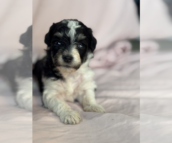 Medium Photo #11 Bernedoodle (Miniature) Puppy For Sale in LONGMONT, CO, USA