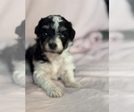 Pepper - Female Bernedoodle (Miniature) Puppy for Sale - Photo #11