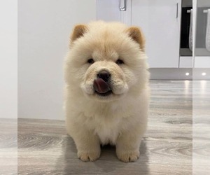Chow Chow Puppy for sale in ROSEMEAD, CA, USA