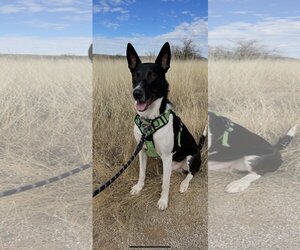 Basenji Dogs for adoption in Chandler, AZ, USA
