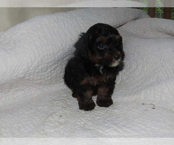 Medium Photo #2 Poodle (Toy)-Yorkshire Terrier Mix Puppy For Sale in MOCKSVILLE, NC, USA