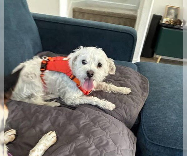 Medium Photo #3 Maltese-Unknown Mix Puppy For Sale in Wheaton, IL, USA