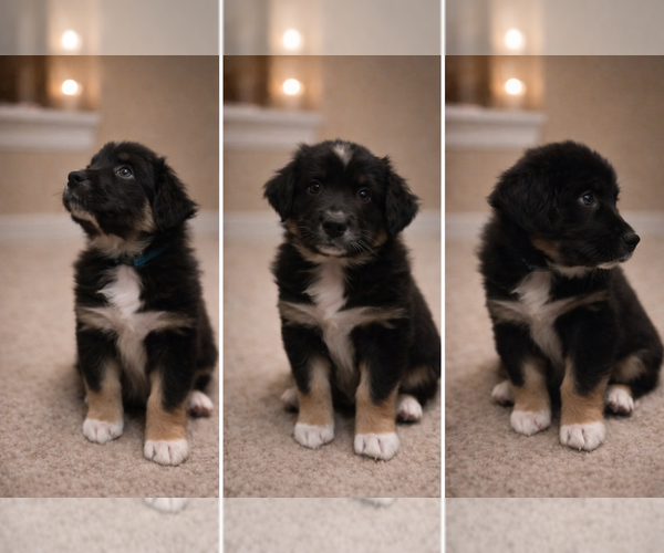Medium Photo #9 Australian Shepherd Puppy For Sale in SAINT JOHN, IN, USA