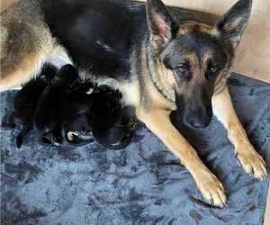 Father of the German Shepherd Dog puppies born on 03/22/2021