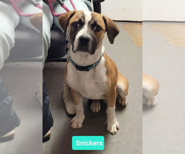 Medium Photo #4 Boxer-Unknown Mix Puppy For Sale in Richmond, IN, USA