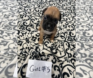 Boxer Puppy for sale in BLOOMINGTON, IL, USA