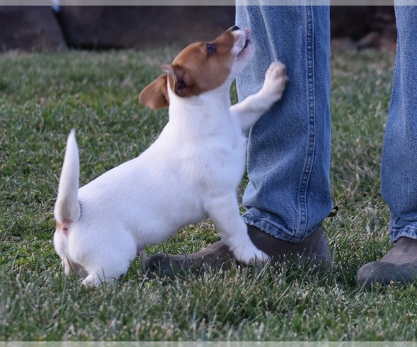 Medium Photo #20 Jack Russell Terrier Puppy For Sale in APPLE GROVE, WV, USA