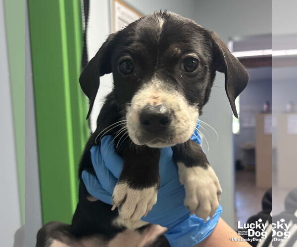 Medium Photo #2 Labrador Retriever-Unknown Mix Puppy For Sale in Washington, DC, USA