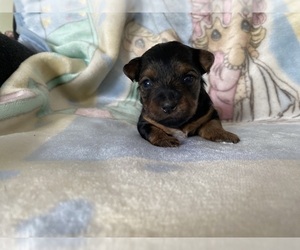 Cane Corso Puppy for sale in WILLISTON, SC, USA
