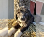 Small Photo #26 Aussiedoodle Puppy For Sale in DOWELLTOWN, TN, USA
