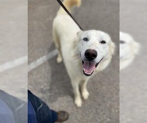 German Shepherd Dog-Siberian Husky Mix Dogs for adoption in Chula Vista, CA, USA