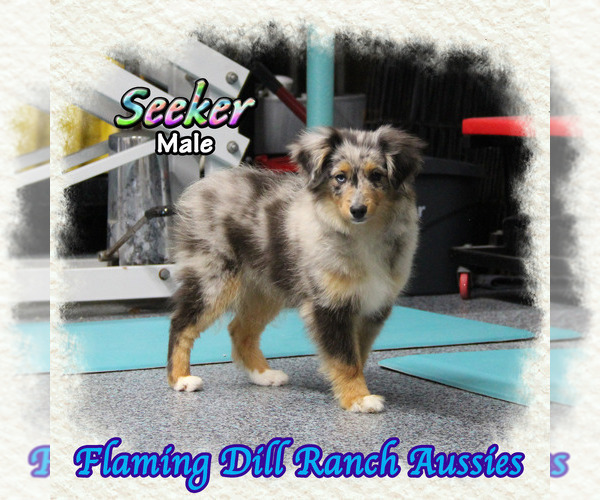 Medium Photo #1 Miniature Australian Shepherd Puppy For Sale in FORESTBURG, TX, USA