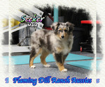 Image preview for Ad Listing. Nickname: Seeker