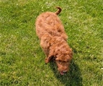 Small Photo #69 Irish Doodle Puppy For Sale in GOSHEN, IN, USA