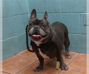 French Bulldog-Unknown Mix Dogs for adoption in Downey, CA, USA