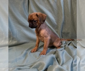 Brussels Griffon Puppy for sale in CHICAGO, IL, USA