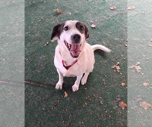 Medium Photo #3 Mutt Puppy For Sale in Clarkesville, GA, USA