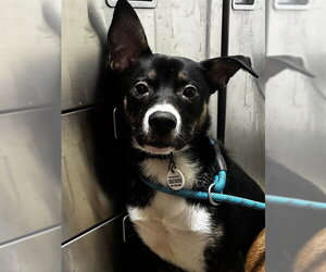 Siberian Husky-Unknown Mix Dogs for adoption in Forestville, MD, USA