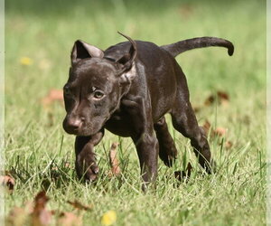 Franzi - Female Chocolate Labrador retriever-Pointer Mix Dog for Adoption - Photo #4