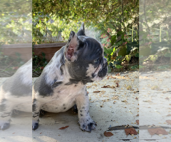 Medium Photo #19 French Bulldog Puppy For Sale in CITY INDUSTRY, CA, USA