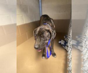 Medium American Pit Bull Terrier Mix
