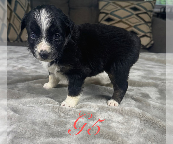 Medium Photo #47 Australian Shepherd Puppy For Sale in SALISBURY, NC, USA