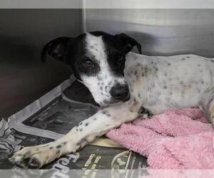 Mutt Dogs for adoption in San Antonio, TX, USA