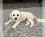 Small Photo #1 Zuchon Puppy For Sale in RICHLANDS, NC, USA