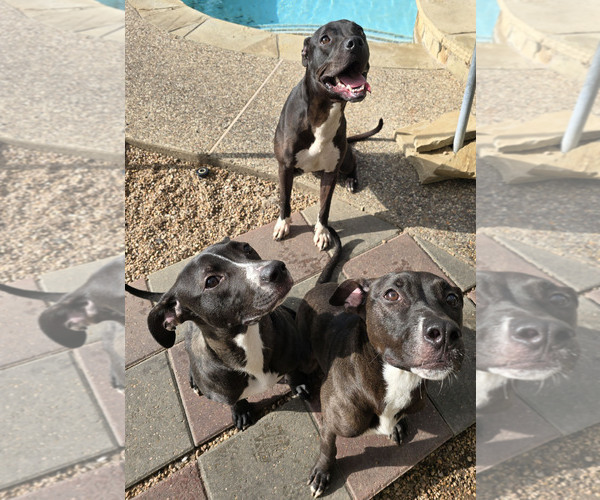 Medium Photo #2 Labrador Retriever-Unknown Mix Puppy For Sale in Houston, TX, USA
