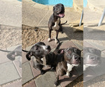 Small Photo #2 Labrador Retriever-Unknown Mix Puppy For Sale in Houston, TX, USA