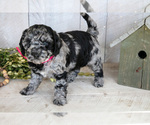 Small Photo #12 Miniature Labradoodle Puppy For Sale in SUGARCREEK, OH, USA