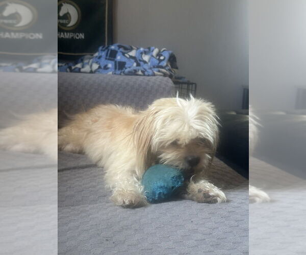 Medium Photo #4 Zuchon Puppy For Sale in West Palm Beach, FL, USA