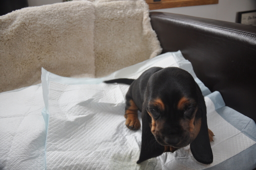 Medium Photo #8 Basset Hound Puppy For Sale in DEER VALLEY, UT, USA